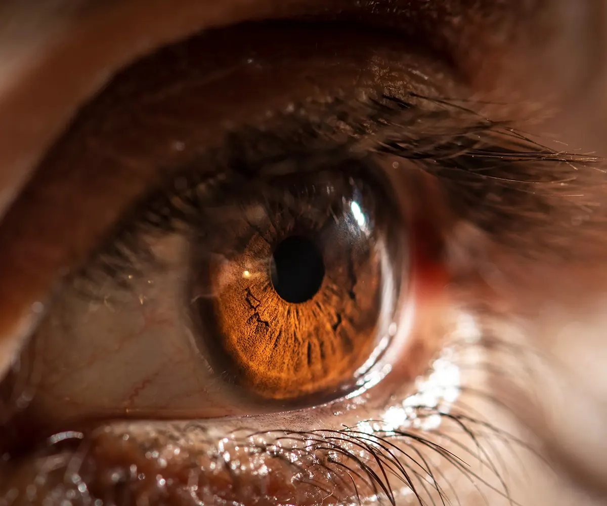 close up shot of brown eye